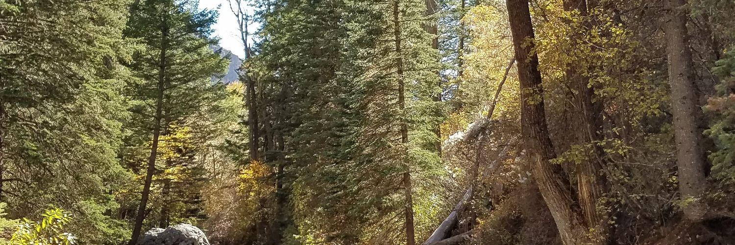 CanastaFace2's profile banner image