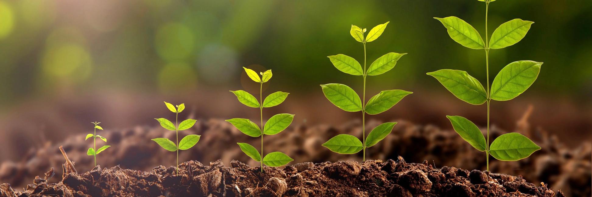 Stéphane BOULLIER banner