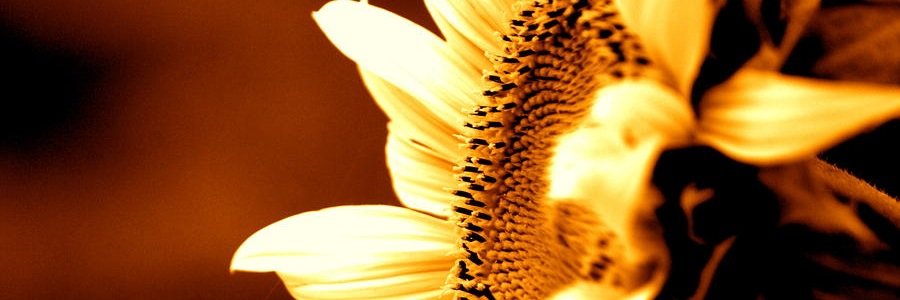 LinnyWhalen's profile banner image