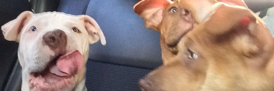 alithogonzalez's profile banner image