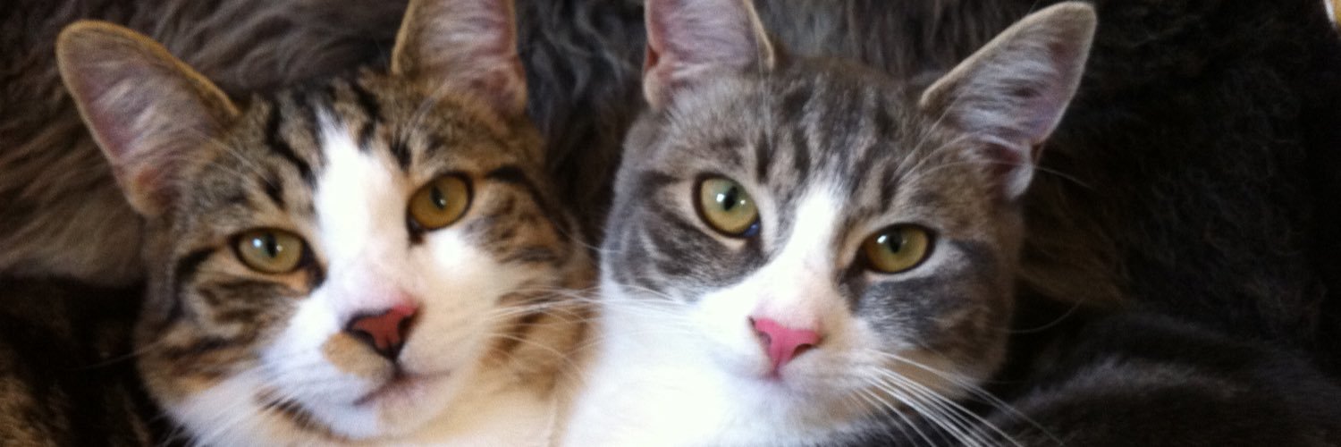 SusieFinch's profile banner image