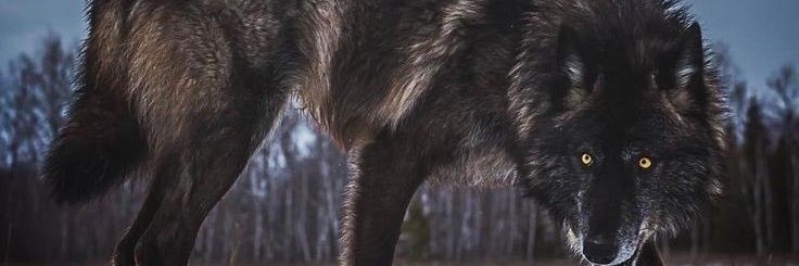 battserenn's profile banner image