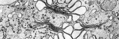 Brookes Bioimaging banner