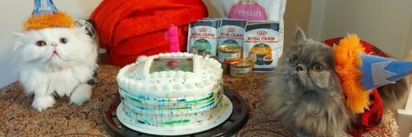 lnedal1 Profile Banner