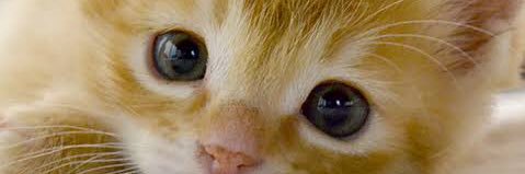 _ANIMALive's profile banner image