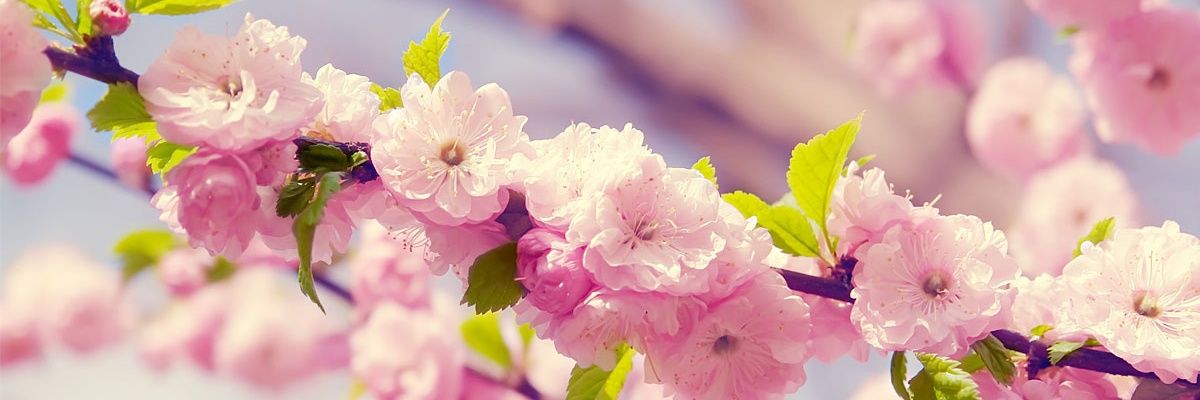 ChloeCorbleyCC's profile banner image