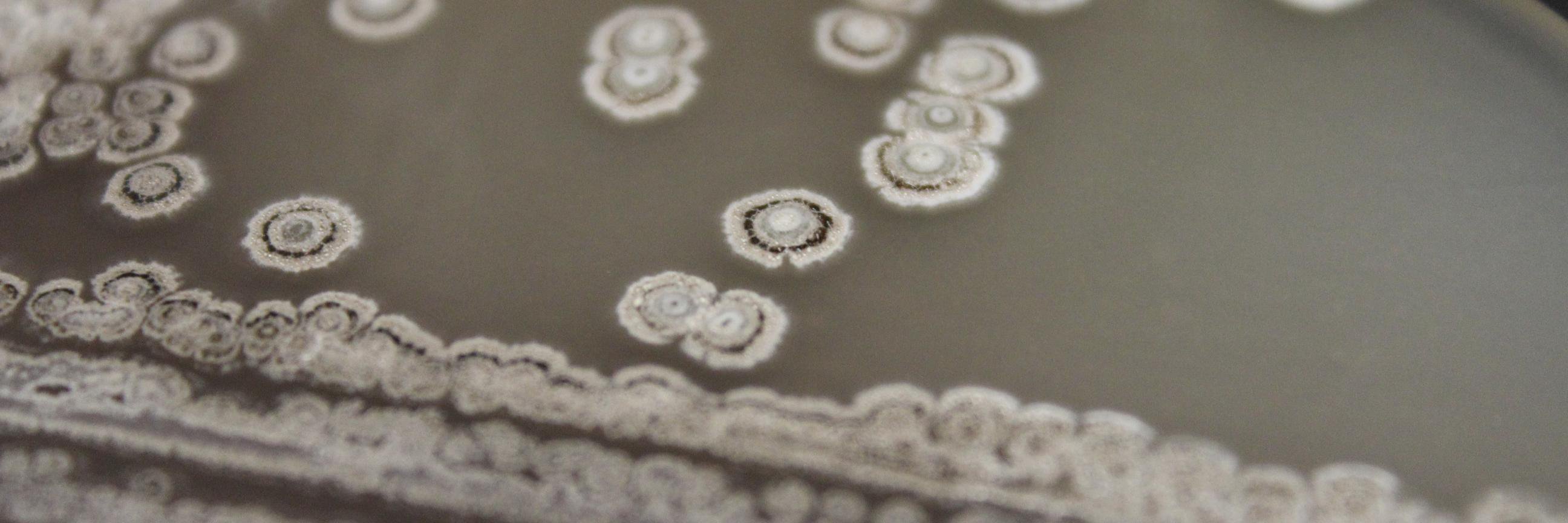 Building Better Bugs banner