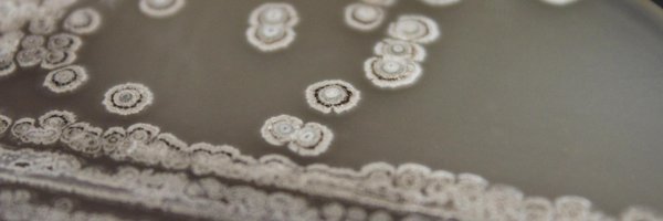 Smanski_Lab Profile Banner