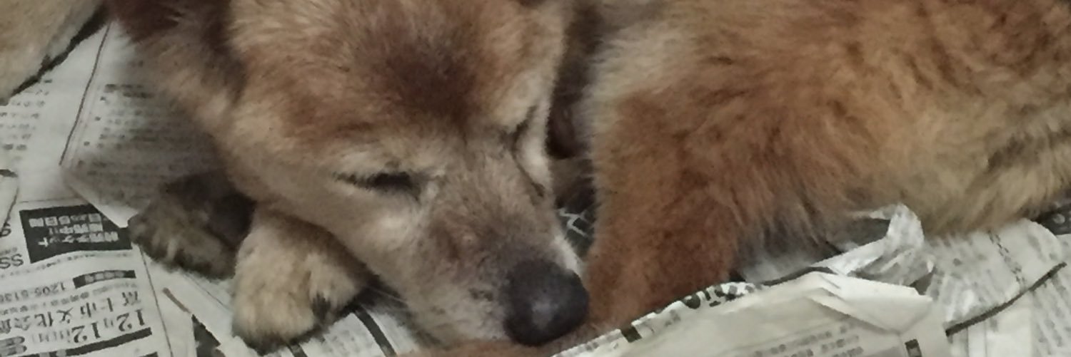 hirondos's profile banner image