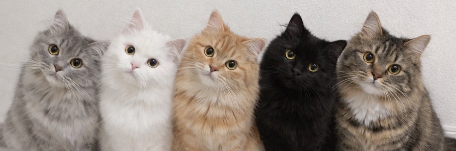 竜巻ちゃん banner