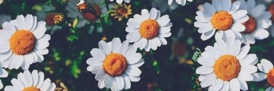 EmmaFernandez__'s profile banner image