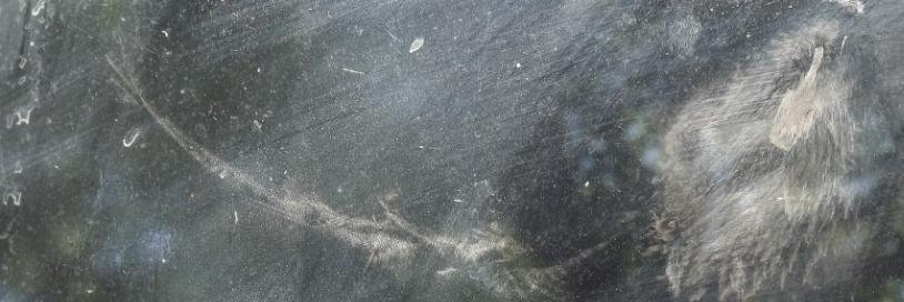 Fiona Lang banner