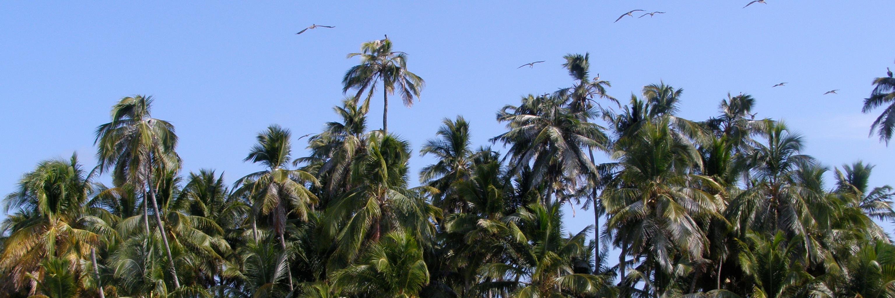 Cristina Montoya banner