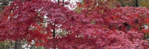 Becke_Davis's profile banner image