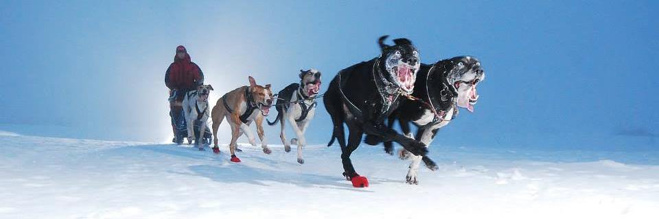 sleddognorway's profile banner image