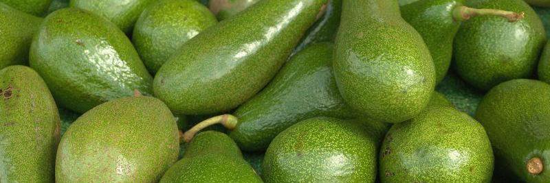 SelvinAvocado's profile banner image