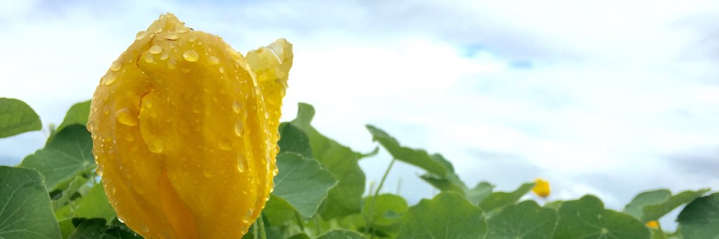 moppetsky's profile banner image