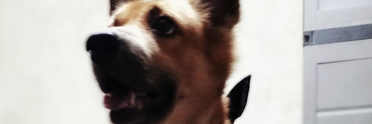 raquelovespby's profile banner image