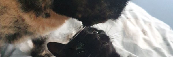 carlacallaghan Profile Banner