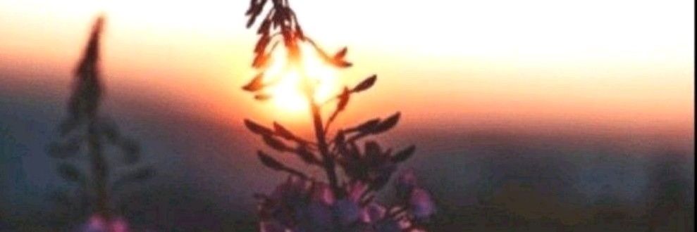 brandsonx's profile banner image