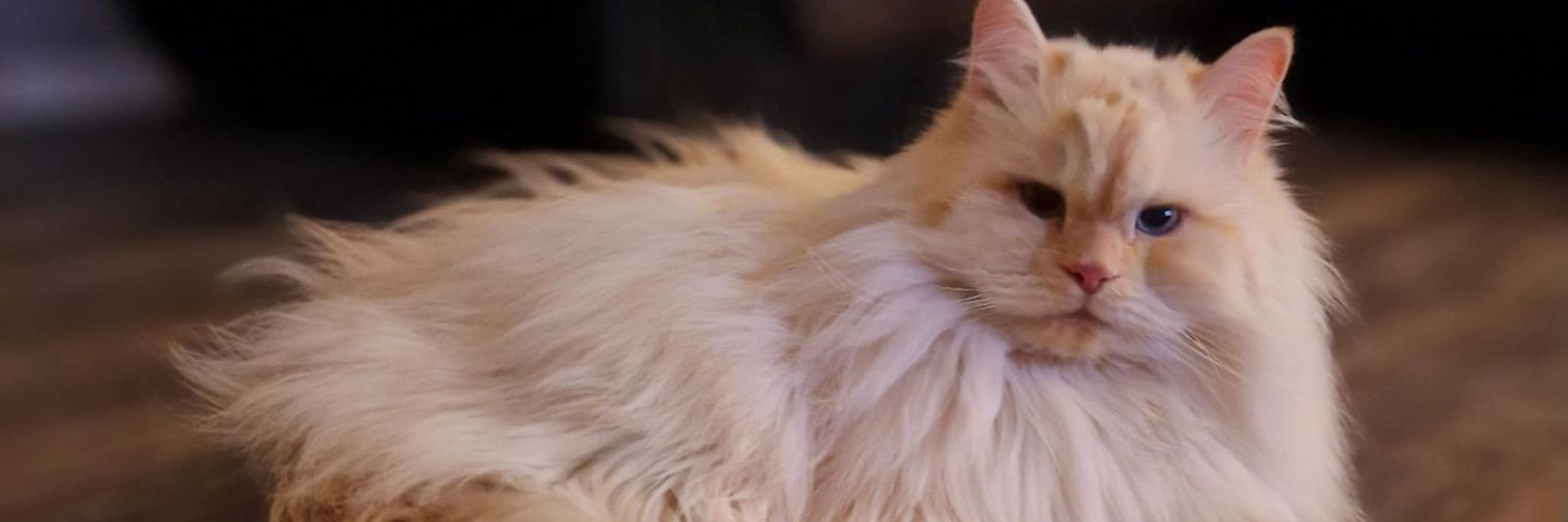 __H78's profile banner image