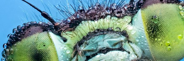 insectweek Profile Banner