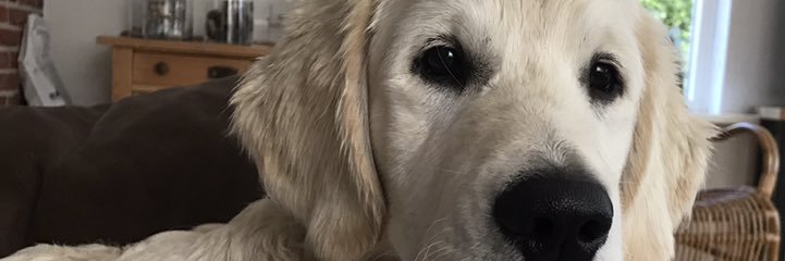 Albertschievink's profile banner image