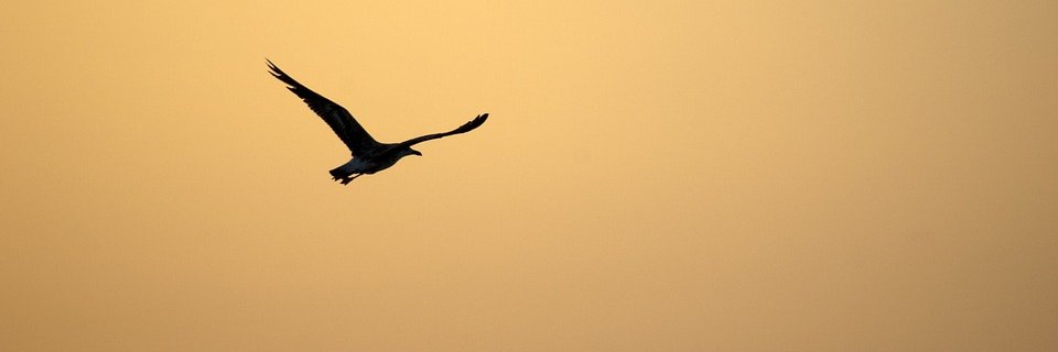anggaape's profile banner image