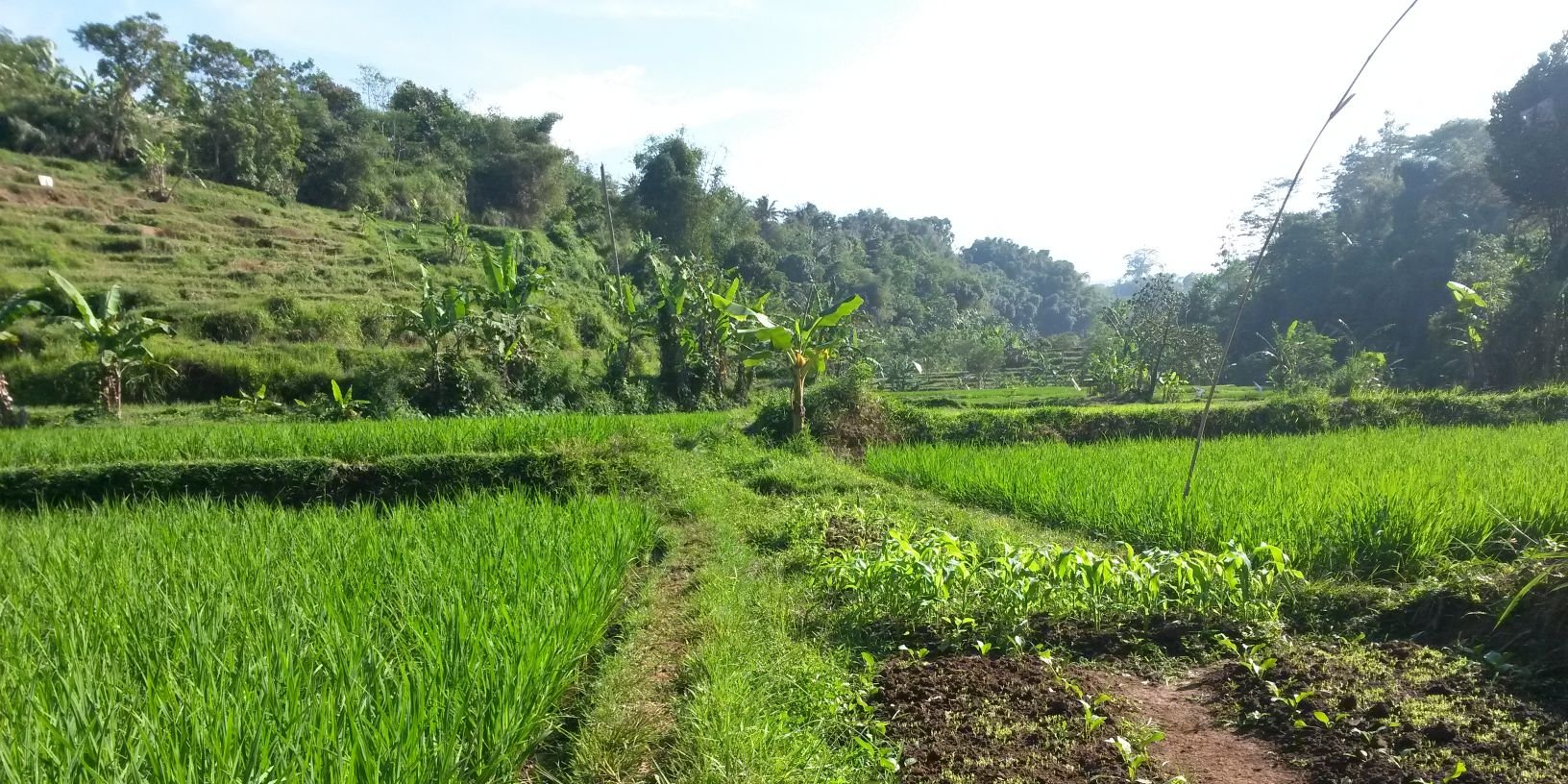 mangujangteaa's profile banner image