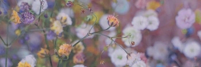 Summer_FaII's profile banner image