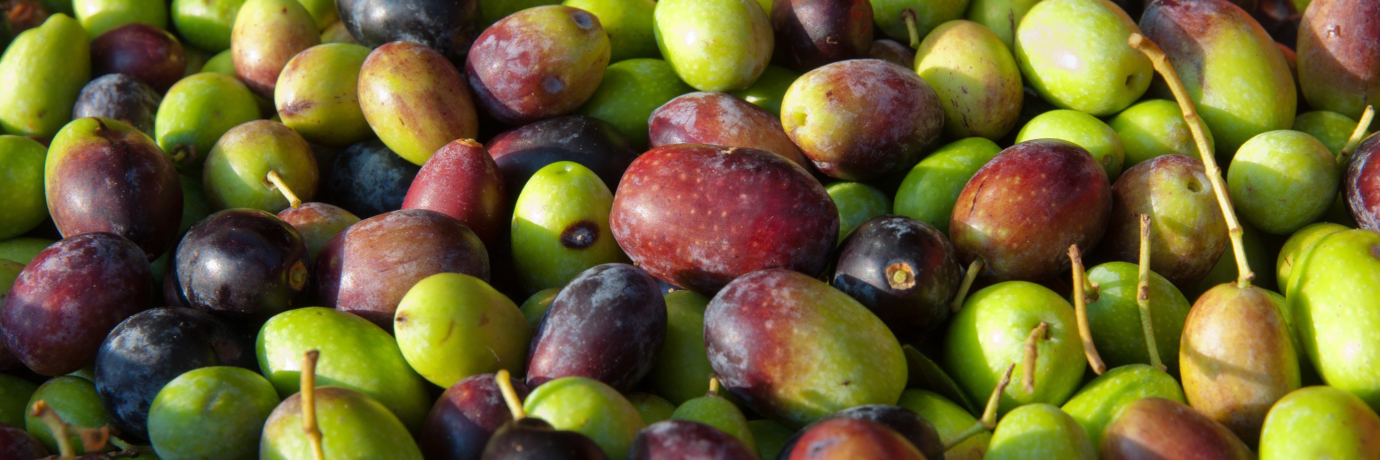 FieldFOOD_H2020's profile banner image
