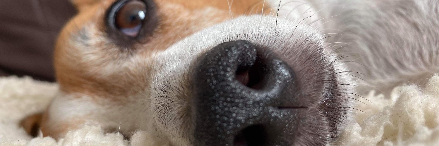JulieRex's profile banner image
