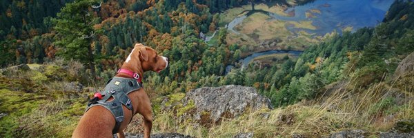 BoozeDonkey Profile Banner