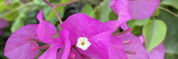 alaaly143 Profile Banner