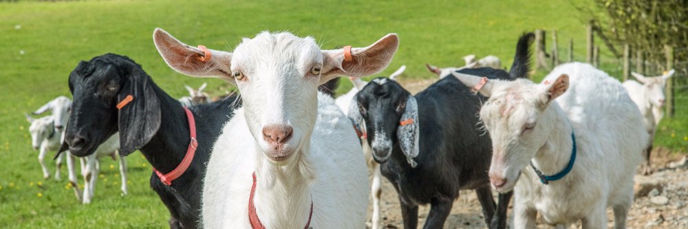 ChucklingGoat's profile banner image
