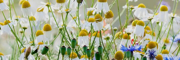 BellasEcoClean Profile Banner