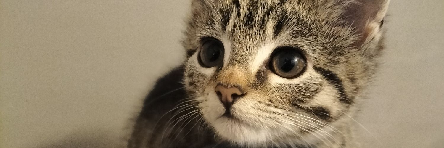 askmecommon's profile banner image