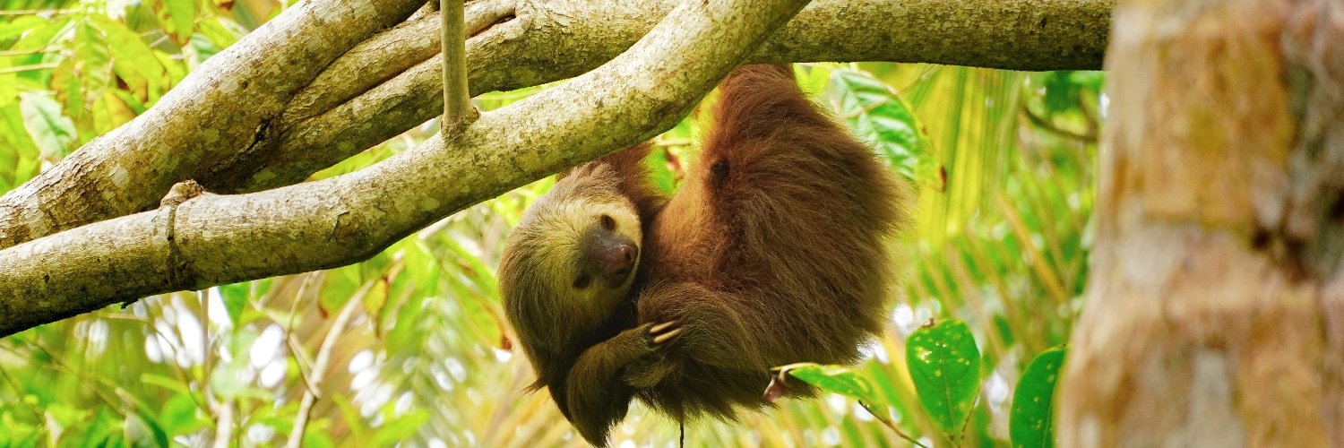 ForgedInFurry banner