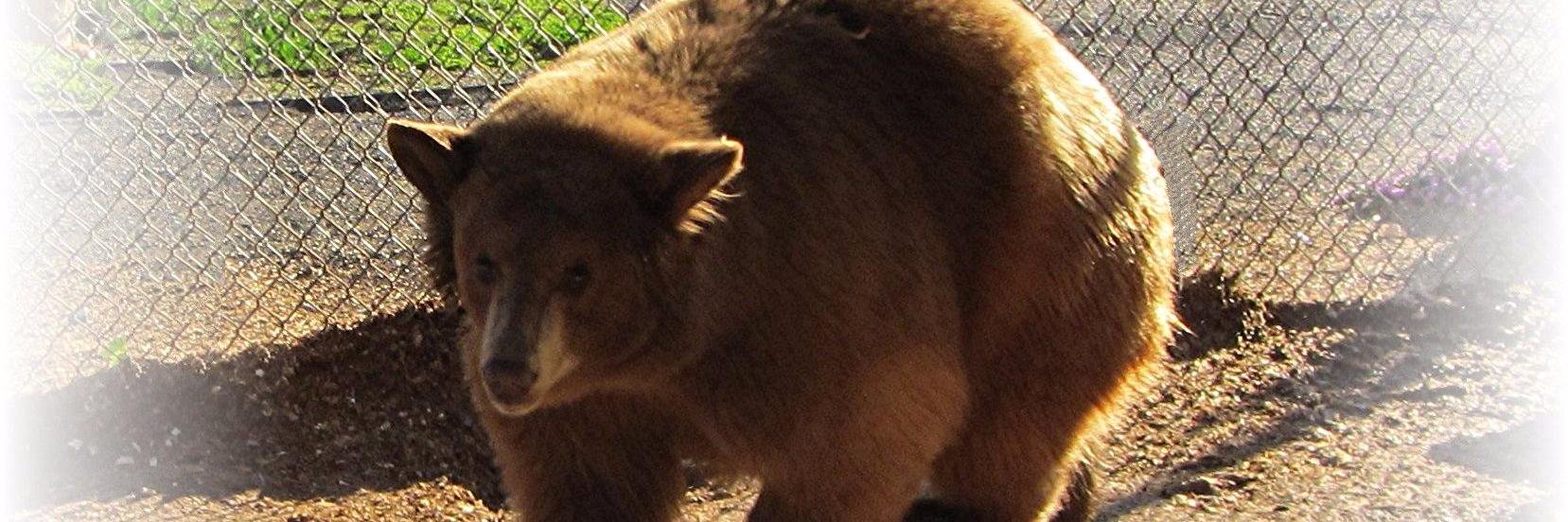 SEAL Organization banner