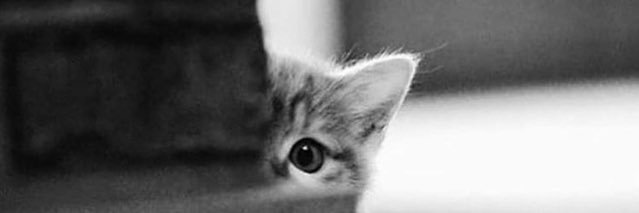 colimbray's profile banner image
