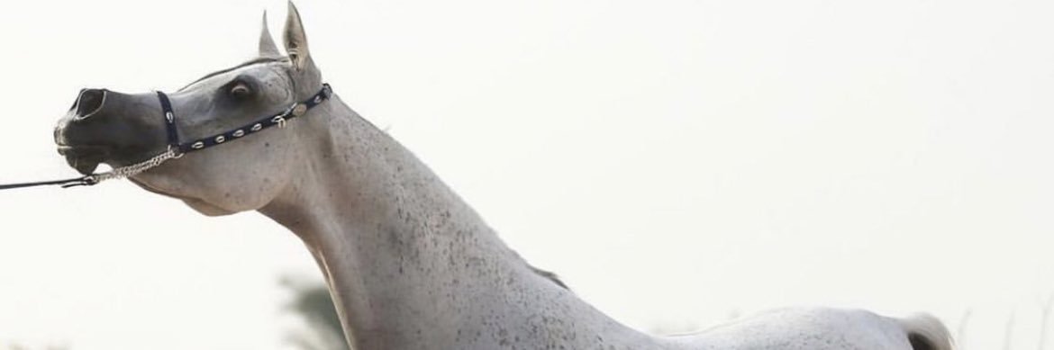 waeelrs's profile banner image