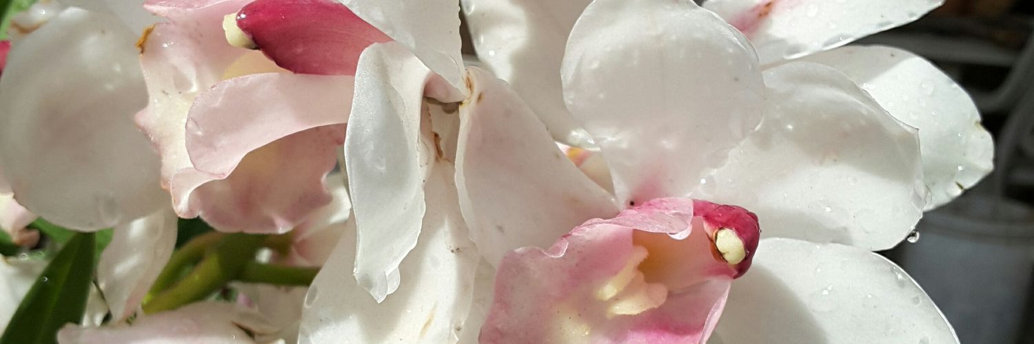 essKapp's profile banner image