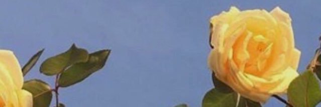 carleemfleming's profile banner image