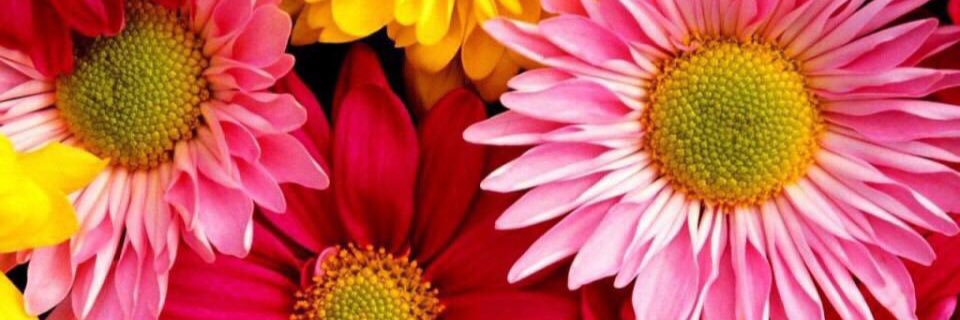 GUJI__YUTA's profile banner image
