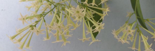 RebecaFiallo Profile Banner