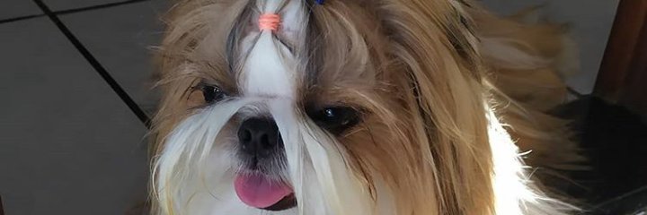 cicialves_'s profile banner image