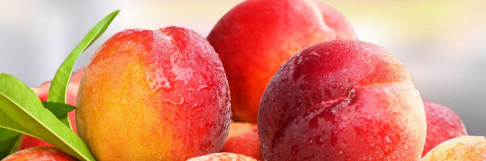 Christina A. Roberto banner