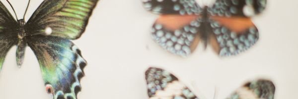 cortney_krause's profile banner image