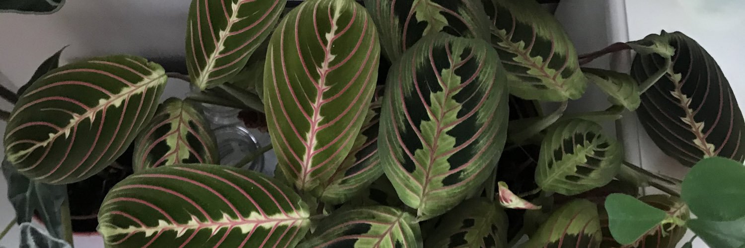 Seragif banner