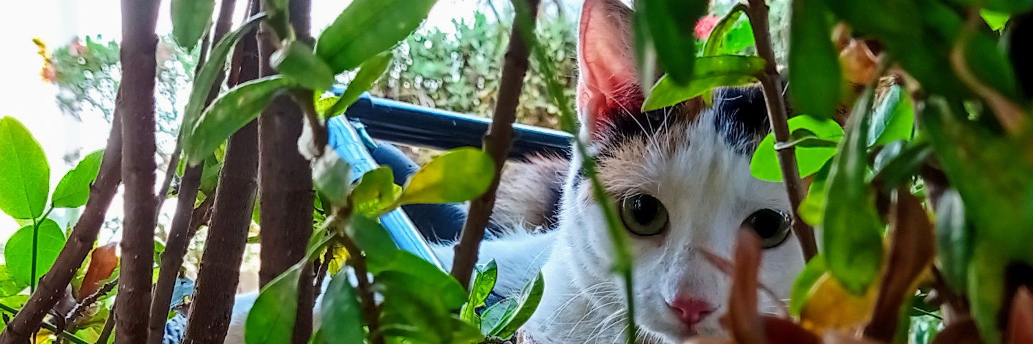 inaminima's profile banner image